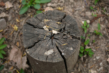 Rotten wood pile left after cutting down the tree