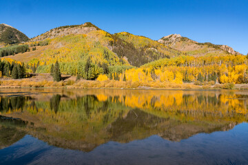 Aspen Trees Morning Reflection