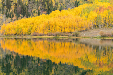 Reflection of Autumn Aspen Trees on Lake