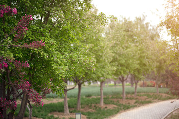 Naklejka premium The vibrant environment in the spring park 