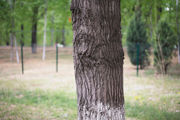 Mottled bark of poplar trunk closeup