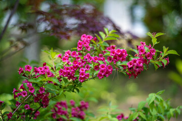初夏の入笠山の登山道の風景 A scenery of Nyukasa mountain trail in early summer 