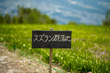 初夏の入笠山の登山道の風景 A scenery of Nyukasa mountain trail in early summer 