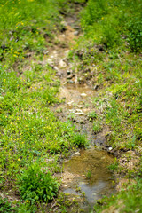 初夏の入笠山の登山道の風景 A scenery of Nyukasa mountain trail in early summer 