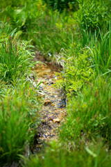 初夏の入笠山の登山道の風景 A scenery of Nyukasa mountain trail in early summer 