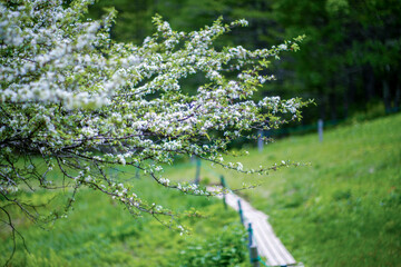 初夏の入笠山の登山道の風景 A scenery of Nyukasa mountain trail in early summer 