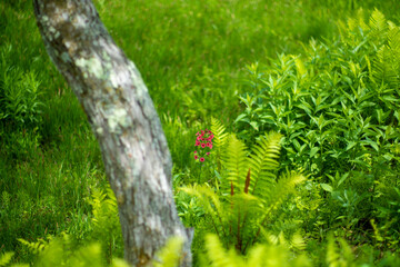 初夏の入笠山の登山道の風景 A scenery of Nyukasa mountain trail in early summer 