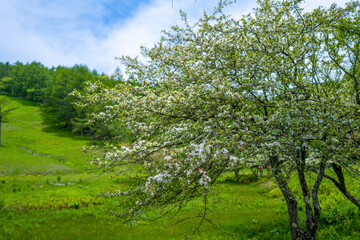 初夏の入笠山の登山道の風景 A scenery of Nyukasa mountain trail in early summer 