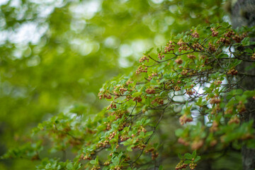 初夏の入笠山の登山道の風景 A scenery of Nyukasa mountain trail in early summer 