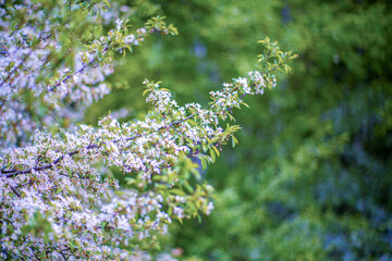 初夏の入笠山の登山道の風景 A scenery of Nyukasa mountain trail in early summer 