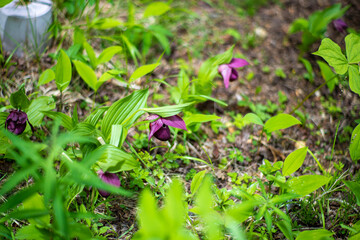 初夏の入笠山の登山道の風景 A scenery of Nyukasa mountain trail in early summer 