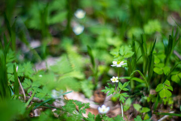 Obraz premium 初夏の入笠山の登山道の風景 A scenery of Nyukasa mountain trail in early summer 