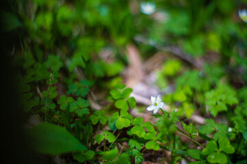 初夏の入笠山の登山道の風景 A scenery of Nyukasa mountain trail in early summer 