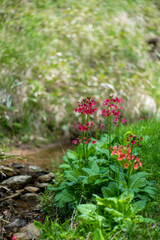 初夏の入笠山の登山道の風景 A scenery of Nyukasa mountain trail in early summer 