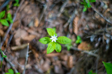 初夏の入笠山の登山道の風景 A scenery of Nyukasa mountain trail in early summer 
