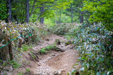 初夏の入笠山の登山道の風景 A scenery of Nyukasa mountain trail in early summer 