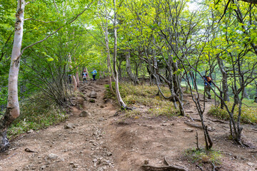 初夏の入笠山の登山道の風景 A scenery of Nyukasa mountain trail in early summer 