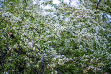 初夏の入笠山の登山道の風景 A scenery of Nyukasa mountain trail in early summer 