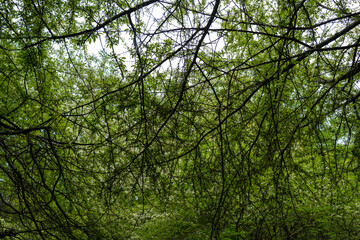 初夏の入笠山の登山道 Nyukasa mountain trail in early summer 