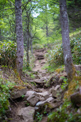 Fototapeta na wymiar 初夏の入笠山の登山道 Nyukasa mountain trail in early summer 