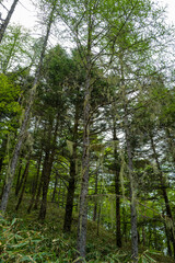 Fototapeta premium 初夏の入笠山の登山道の風景 A scenery of Nyukasa mountain trail in early summer 