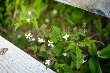 初夏の入笠山の登山道の風景 A scenery of Nyukasa mountain trail in early summer 