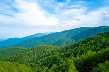 Fototapeta na wymiar 初夏の入笠山の登山道の風景 A scenery of Nyukasa mountain trail in early summer 