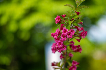 初夏の入笠山の登山道の風景 A scenery of Nyukasa mountain trail in early summer 