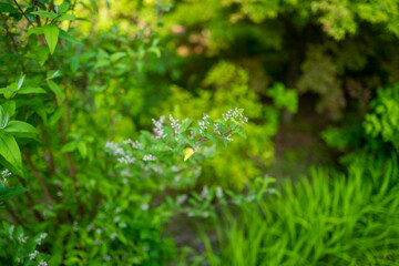 初夏の入笠山の登山道 Nyukasa mountain trail in early summer 