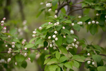 The vibrant environment in the spring park