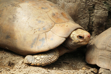 Elongated tortoise in the nature, Indotestudo elongata ,Tortoise sunbathe on ground with his protective shell ,Tortoise from Southeast Asia and parts of South Asia ,High yellow Tortoise