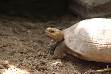 Elongated tortoise in the nature, Indotestudo elongata ,Tortoise sunbathe on ground with his protective shell ,Tortoise from Southeast Asia and parts of South Asia ,High yellow Tortoise