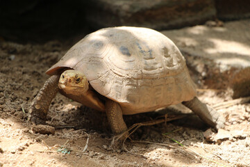Elongated tortoise in the nature, Indotestudo elongata ,Tortoise sunbathe on ground with his protective shell ,Tortoise from Southeast Asia and parts of South Asia ,High yellow Tortoise