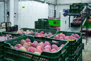 Freshly harvested mango in plastic crates in fruit packaging warehouse - obrazy, fototapety, plakaty