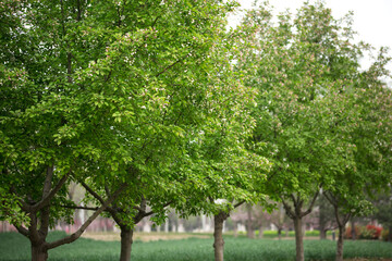 Fototapeta na wymiar Green trees in the park are full of greenery