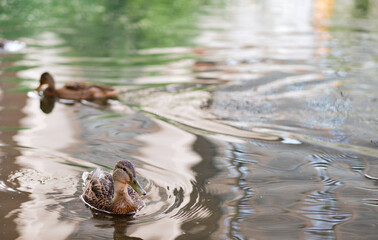 A horizontal shot of cute ducks swimming in a lake. Wild ducks in nature.