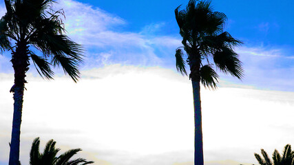 風に揺れるヤシの木