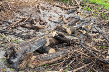 Firewood, Woodpile of freshly chopped pine logs in the forest stacked on top of each other,  Selective focus.