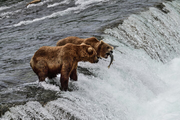 Alaska Grizzly Bear - Ursus arctos gyas