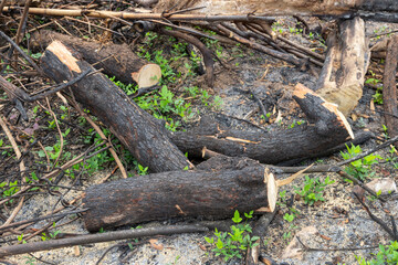 Firewood, Woodpile of freshly chopped pine logs in the forest stacked on top of each other,  Selective focus.