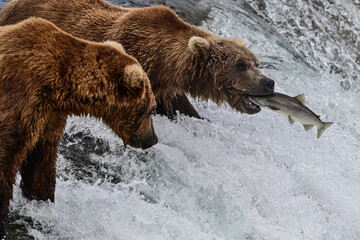 Alaska Grizzly Bear - Ursus arctos gyas