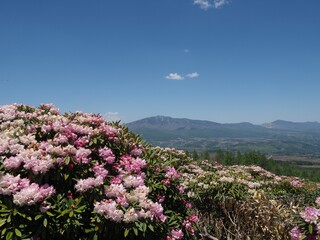 Obraz premium Asama Plateau Rhododendron Garden Festival and Hiking