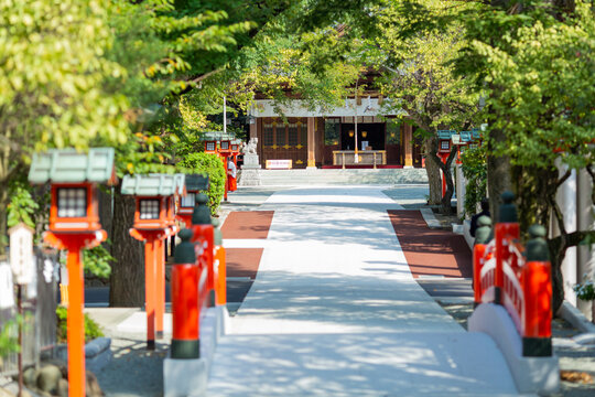 white path toward main shrine of suzuka with lined up red lanterns surrounded by trees with green leaves, kanagawa pref, japan