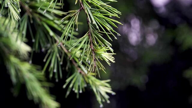 In the rain, the pine branches were full of water
