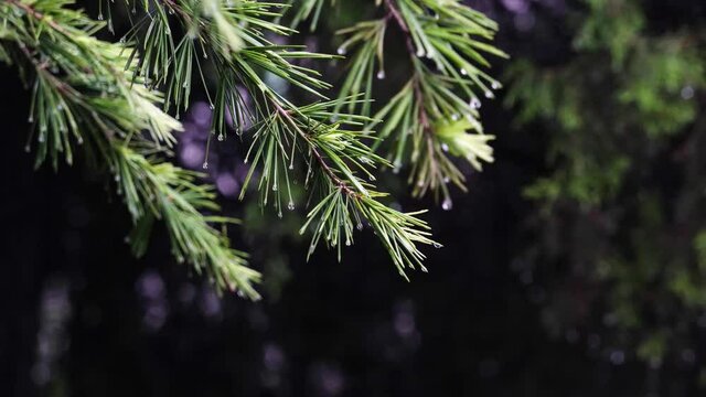 In the rain, the pine branches were full of water
