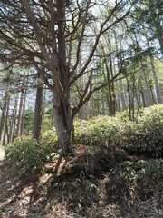 Asama Plateau Rhododendron Garden Festival and Hiking