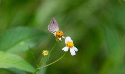 butterfly on a flower