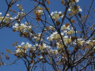 Asama Plateau Rhododendron Garden Festival and Hiking