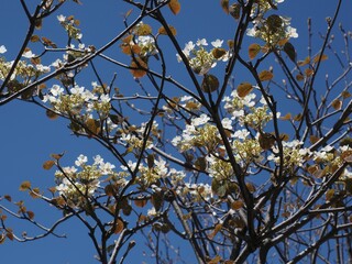 Asama Plateau Rhododendron Garden Festival and Hiking