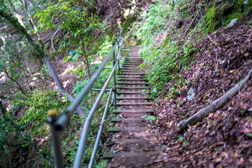 檜洞丸の初夏の登山道の風景 Scenery of the Hinodomaru trail in early summer